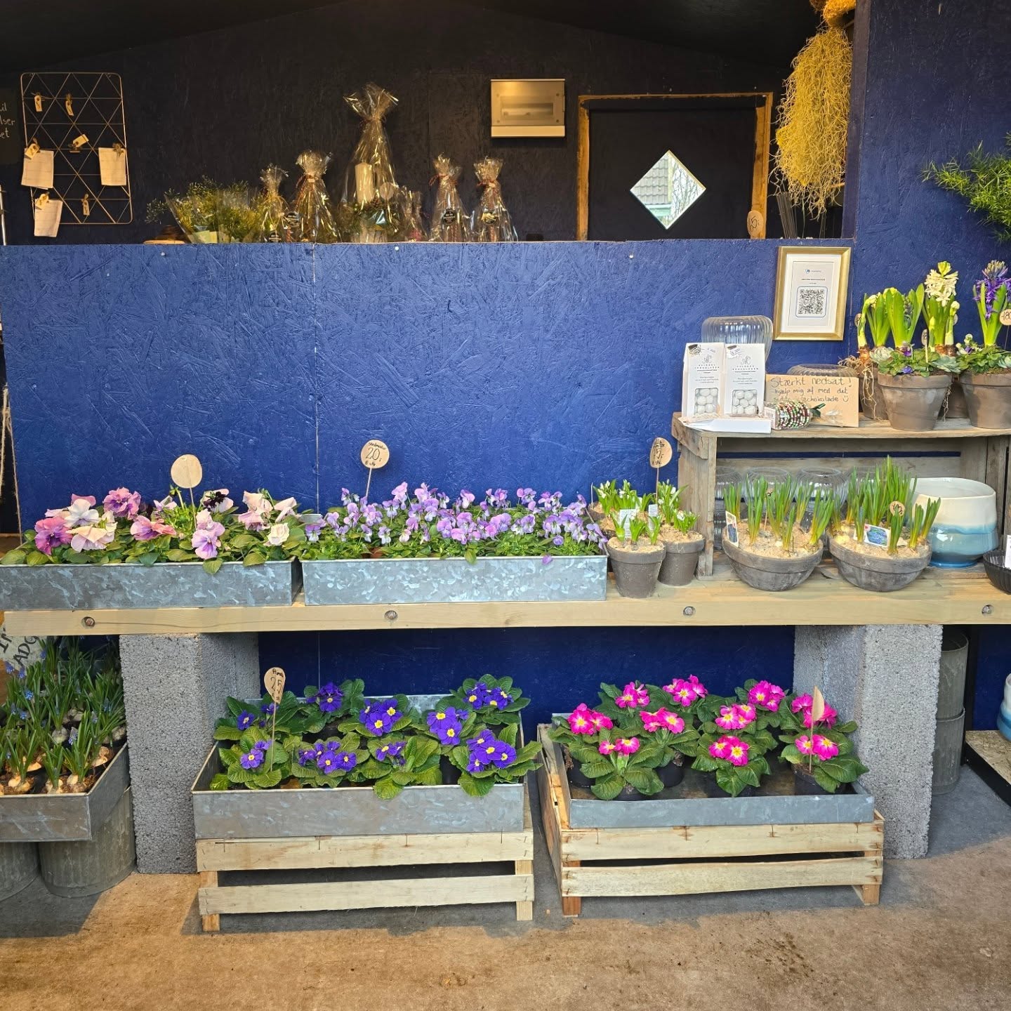 Potteplanter og blomster i lilla og rosa nuancer foran butikkens blå væg